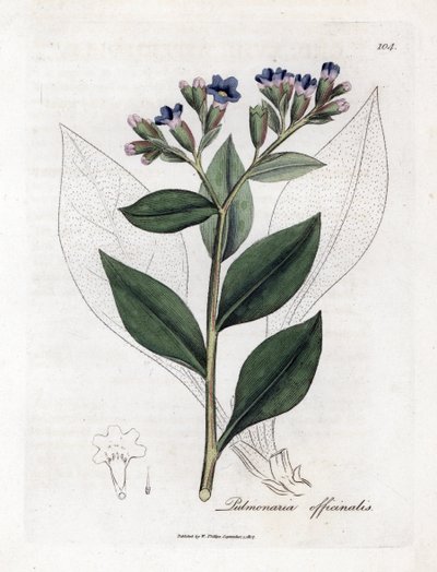 Pulmonary Officinale - Lungwort, Pulmonia Officinalis. Handcoloured Copperplate Engraving from a Botanical Illustration by James Sowerby from William Woodville and Sir William Jackson Hooker