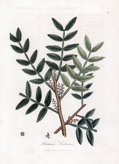 Putty Tree or Lentiscus Pistachio - Putty Tree, Pistacia Lentiscus. Handcoloured Copperplate Engraving from a Botanical Illustration by James Sowerby from William Woodville and Sir William Jackson Hooker