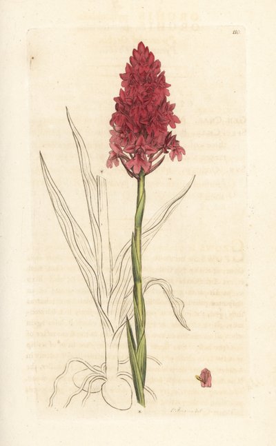 Pyramidal Orchid, Anacamptis Pyramidalis (Pyramidal Orchis, Orchis Pyramidalis) by James Sowerby