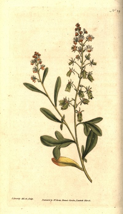 Reseda odorant - Sweet-scented reseda or mignonette, Reseda odorata by James Sowerby