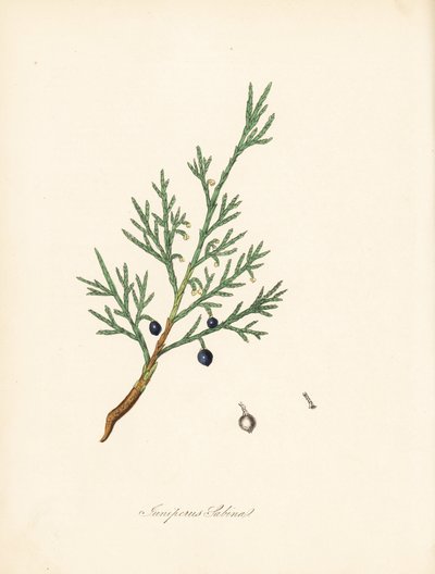 Sabine juniper - Common savin or juniper savin, Juniperus sabina by James Sowerby