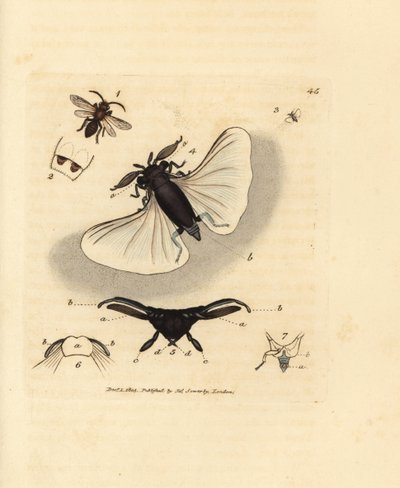 Sand Bee Parasite (Handcoloured Copperplate Engraving by James Sowerby from The British Miscellany) by James Sowerby