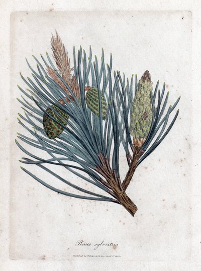 Scots Pine - Scotch Fir or Scots Pine, Pinus Sylvestris by James Sowerby
