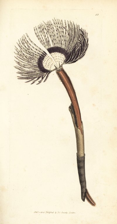Sea worm, Amphitrite ventilabrum by James Sowerby