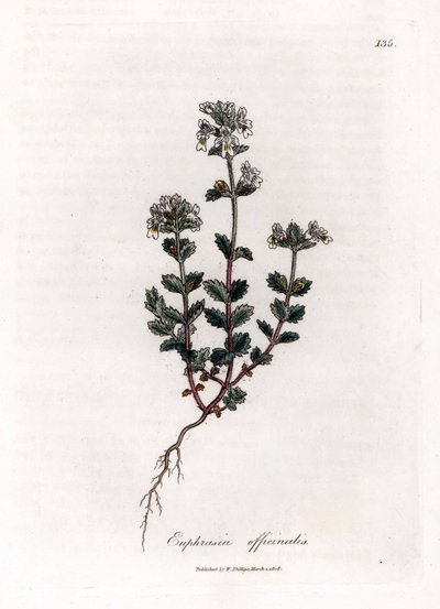 Short-sighted Grass - Common Eyebright, Euphrasia officinalis. Handcoloured Copperplate Engraving from a Botanical Illustration by James Sowerby from William Woodville and Sir William Jackson Hooker