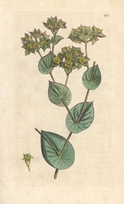Throw-Wax, Bupleurum Rotundifolium by James Sowerby