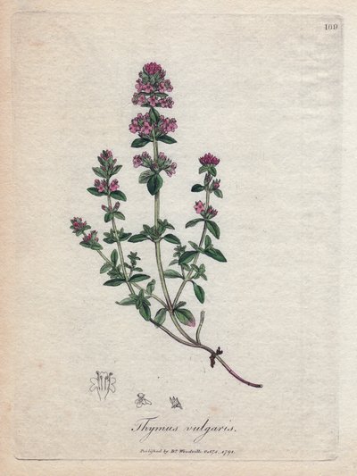 Thyme by James Sowerby