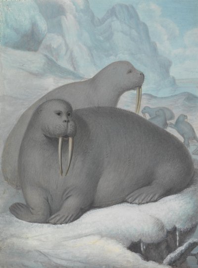 Tusked Walruses by James Sowerby