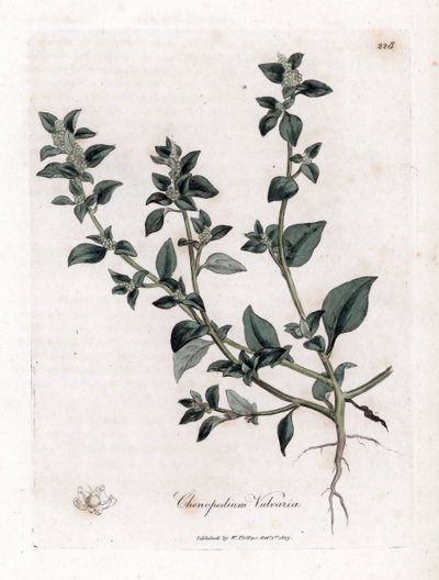 Vuvaire - Stinking Goosefoot, Chenopodium Vulvaria by James Sowerby