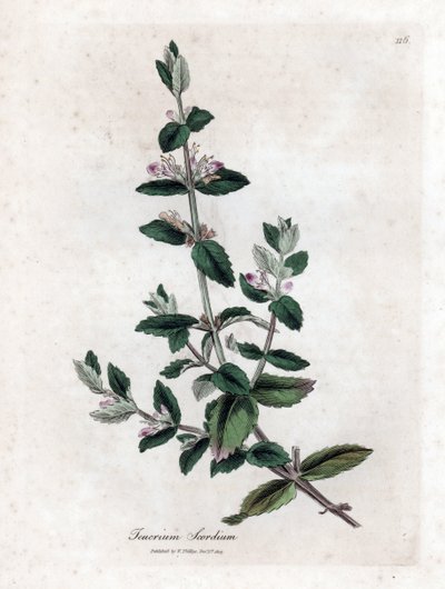 Water Germandree - Water Germander, Teucrium Scordium. Handcoloured Copperplate Engraving from a Botanical Illustration by James Sowerby from William Woodville and Sir William Jackson Hooker