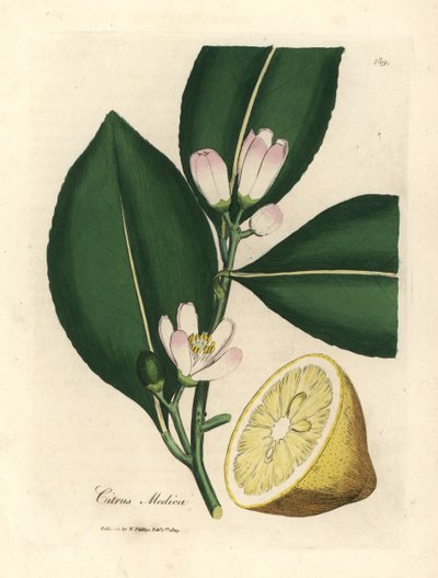 White blossom and ripe fruit segment of the lemon tree, Citrus medica by James Sowerby