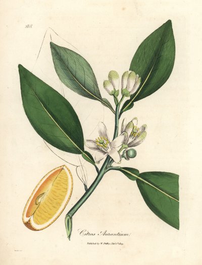 White blossom and ripe fruit segment of the orange tree, Citrus aurantium by James Sowerby