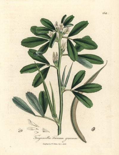 White flowered fenugreek with seed pod, Trigonella foenum graecum by James Sowerby