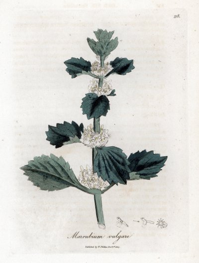 White or Common Marrube - White Horehound, Marrubium vulgare. Handcoloured Copperplate Engraving from a Botanical Illustration by James Sowerby from William Woodville and Sir William Jackson Hooker