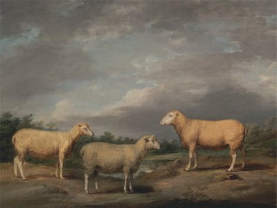 Ryelands Sheep, the King