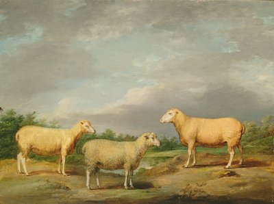 Ryelands Sheep, the King