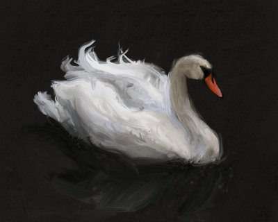 Graceful White Swan by James Zamora