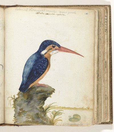 Blue-eared Kingfisher by Jan Brandes