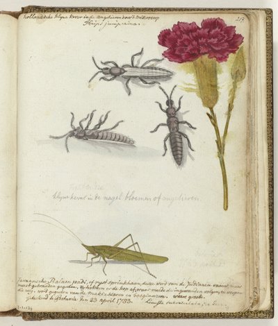 Dutch Beetle and Javanese Rice Locust by Jan Brandes