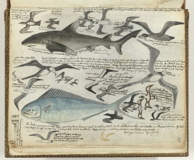 Seabirds and Sea Fish by Jan Brandes