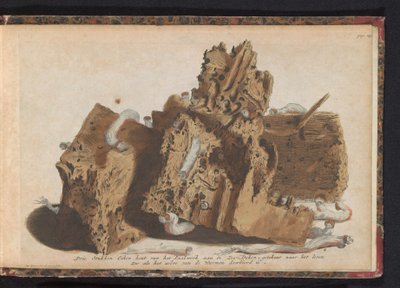 Parts of Pile Work Damaged by Shipworms, 1731 by Jan Ruyter