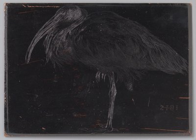 Ibis by Jan Veth