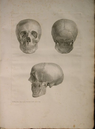 Albinus II, Pl. I, Illustration from 