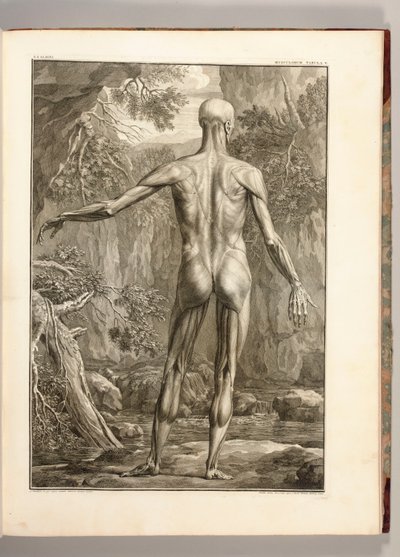 Muscle Groups of the Back, 1747 (engraving) by Jan Wandelaar
