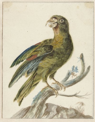 Parakeet by Jan Baptist Weenix