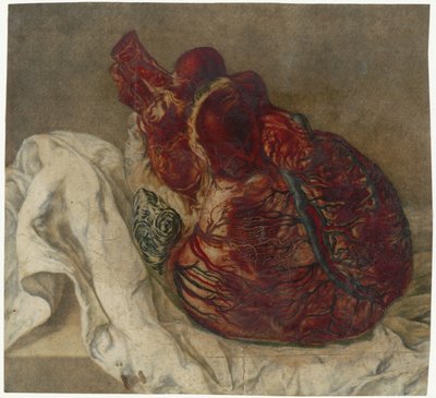 Prints of the Brain and the Heart (Anatomical Study of a Human Heart) by Jan l