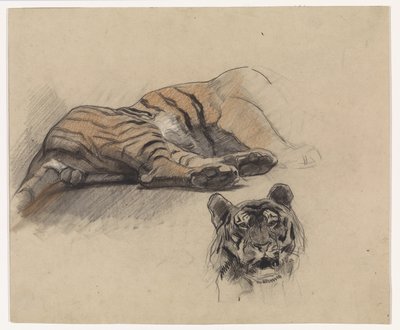 Lying Tiger and Head of a Tiger by Jan van Essen