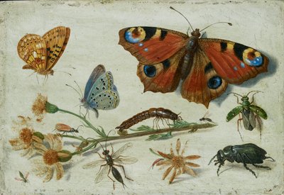Three Butterflies, a Beetle and Other Insects, with a Cutting of Ragwort by Jan van Kessel