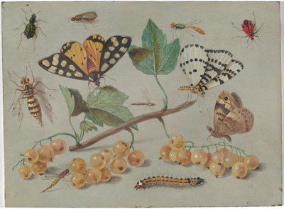 Study of Butterfly and Insects by Jan van Kessel the Elder