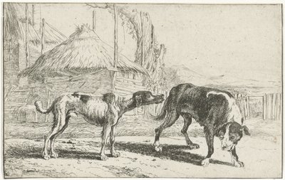 Male and Female Dog (series title: Animals) by Jan van den Hecke