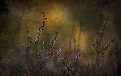 Dreamy Purple Heather by Jan van der Linden