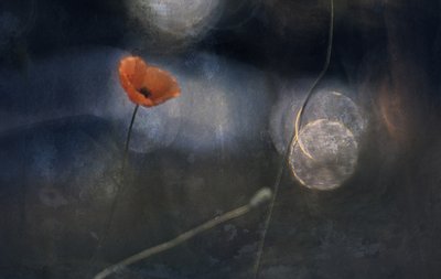 Ethereal Poppy Bloom by Jan van der Linden