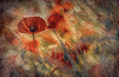 Vintage Red Poppies by Jan van der Linden