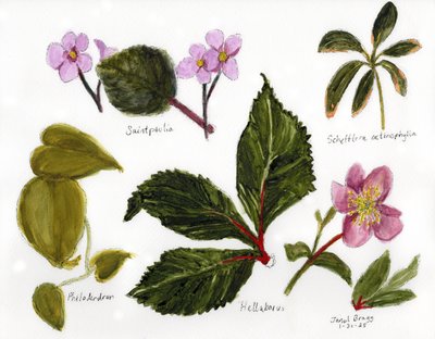 Botanical Illustration with Greens and Pinks, c. 2025 by Janel Bragg