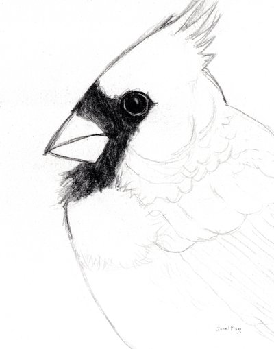 Cardinal Close Up, c. 2025 by Janel Bragg