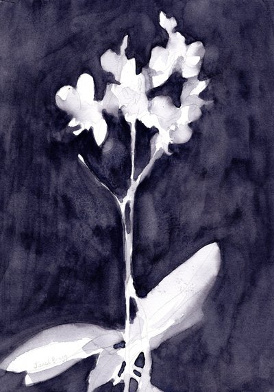 Orchid Impression in Dark Blue Gray by Janel Bragg