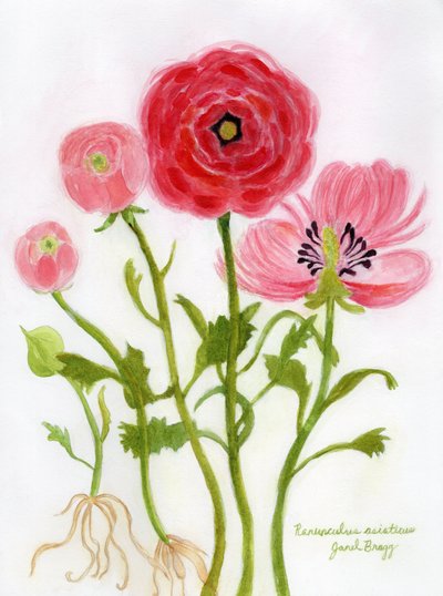Vibrant Ranunculus Illustration by Janel Bragg
