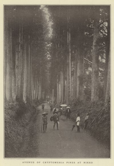 Avenue of Cryptomeria Pines at Nikko by Japanese Photographer