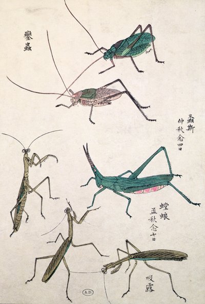 Grasshoppers and Mantises by Japanese School