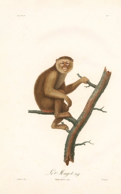 Barbary Macaque by Jean Baptiste Audebert