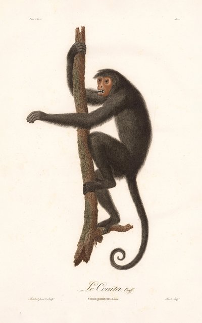 Black Spider Monkey by Jean Baptiste Audebert