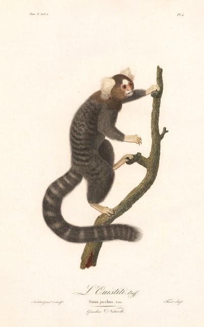 Common Marmoset by Jean Baptiste Audebert