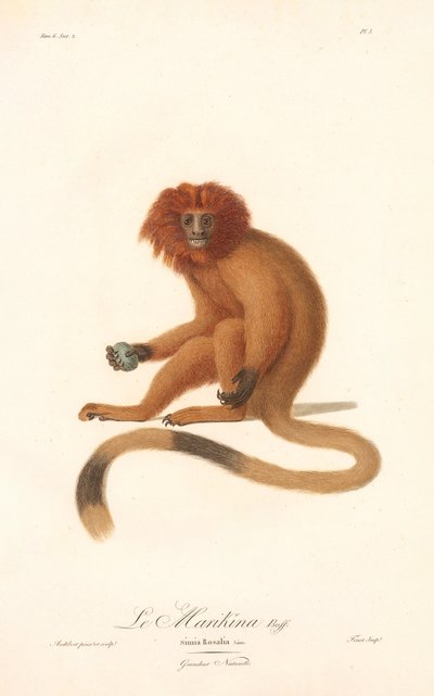 Golden Lion Tamarin by Jean Baptiste Audebert