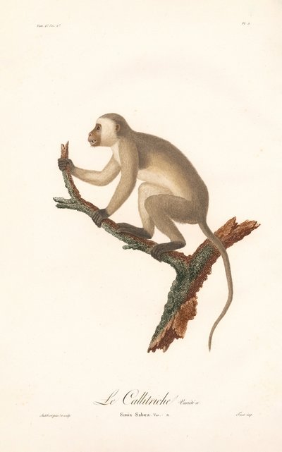 Green Monkey, Variant A by Jean Baptiste Audebert