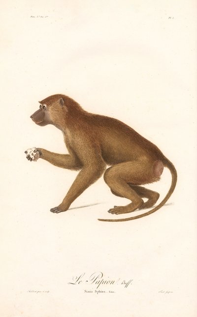 Guinea Baboon by Jean Baptiste Audebert