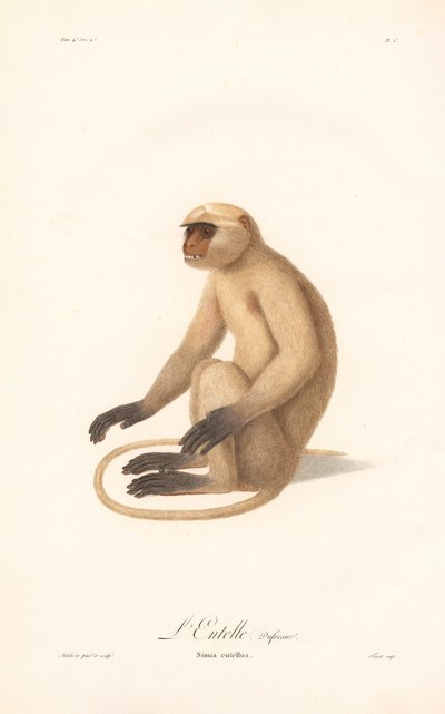 Hanuman Langur by Jean Baptiste Audebert